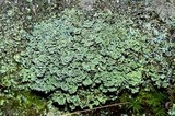 Cladonia caespiticia image