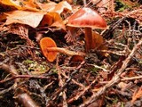 Cortinarius californicus image