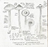 Cortinarius californicus image