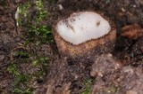 Humaria hemisphaerica image