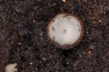 Humaria hemisphaerica image