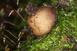 Humaria hemisphaerica image