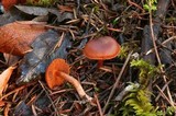 Cortinarius californicus image