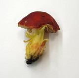 Hygrocybe laetissima image