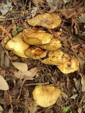 Suillus caerulescens image