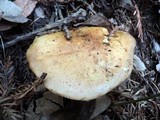 Suillus caerulescens image