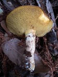 Suillus caerulescens image