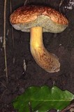 Xerocomus hortonii image
