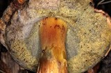 Xerocomus hortonii image