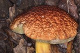 Xerocomus hortonii image