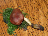 Cortinarius smithii image