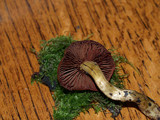 Cortinarius smithii image