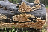 Trametopsis cervina image