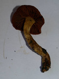 Cortinarius smithii image