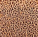 Trametopsis cervina image