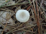 Leucocybe candicans image