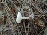Leucocybe candicans image