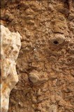 Fuscoporia ferruginosa image