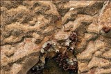 Fuscoporia ferruginosa image