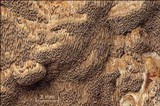 Fuscoporia ferruginosa image
