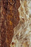 Fuscoporia ferruginosa image