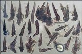 Fuscoporia ferruginosa image