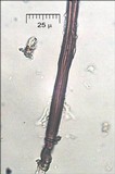 Fuscoporia ferruginosa image