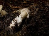 Amanita sect. Vaginatae image