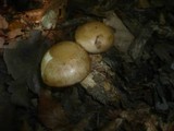 Hebeloma radicosum image