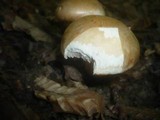 Hebeloma radicosum image