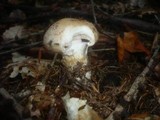 Hebeloma radicosum image