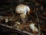 Hebeloma radicosum image