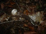 Hebeloma radicosum image