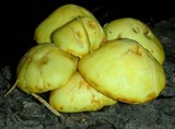 Pholiota limonella image