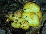 Pholiota limonella image