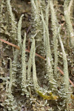 Cladonia glauca image
