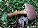 Tylopilus rubrobrunneus image