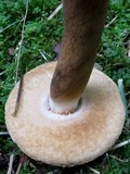 Tylopilus rubrobrunneus image