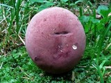 Tylopilus rubrobrunneus image