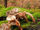 Mycena maculata image
