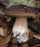 Boletus regineus image
