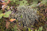Cladonia glauca image