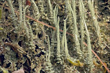 Cladonia glauca image