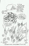 Sebacina epigaea image