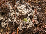 Sebacina epigaea image