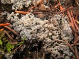 Sebacina epigaea image