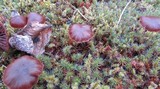 Psilocybe montana image