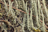 Cladonia glauca image