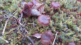 Psilocybe montana image