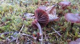 Psilocybe montana image